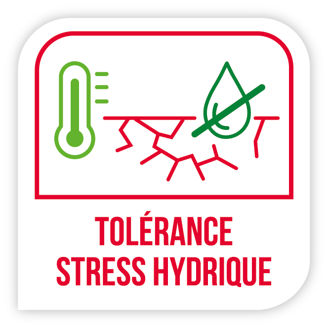 Visuel Tolérance stress hydrique